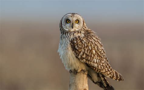 eared, Owl, Bird, Eyes