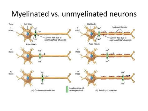 Nervous system | Science online