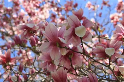 10 Elegant Magnolia Trees for USDA Zone 5