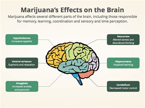 marijuana effects on brain