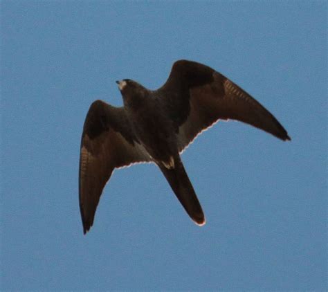 Richard Waring's Birds of Australia: Black Falcon near Lajamanu