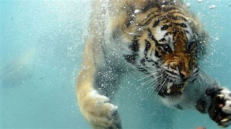 Tiger swimming underwater free wallpaper HD