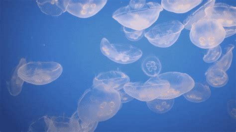 Jellyfish Animated GIF