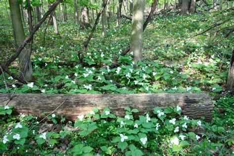 Top 15 Things To Eat | Top 15 Indiana Dunes Hiking Trails | NITDC