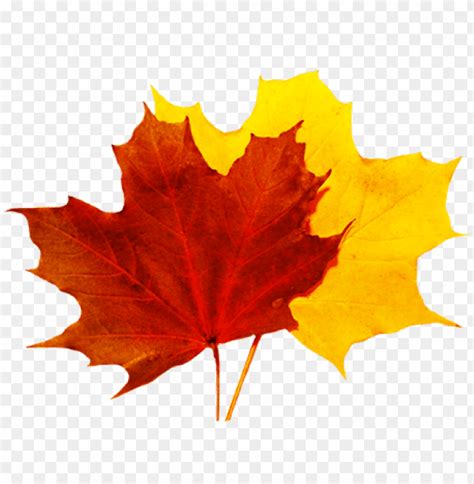 fall leaf transparent background - Clip Art Library