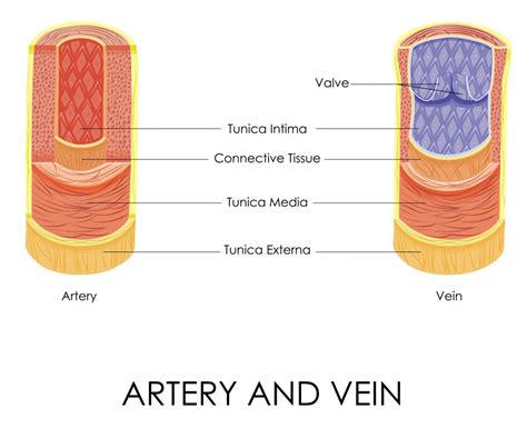 What is the Vasa Vasorum? (with pictures)