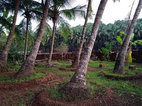 Coconut Plantations in the Rural Areas in India. Stock Image - Image of trunk, soil: 253893769