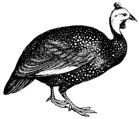 Guinea Fowl | ClipArt ETC