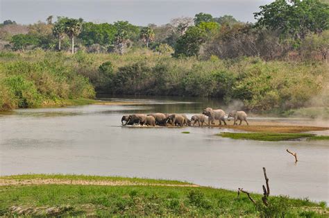 Selous Game Reserve Safari | Guide, Prices & Lodges [2023]