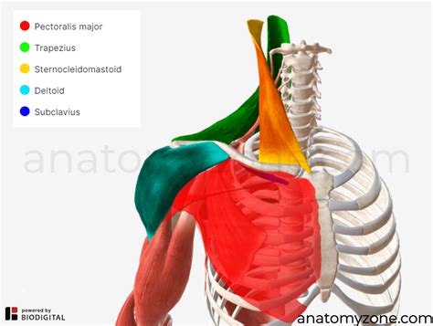 Clavicle - Structures, Muscle Attachments, 3D Model | AnatomyZone