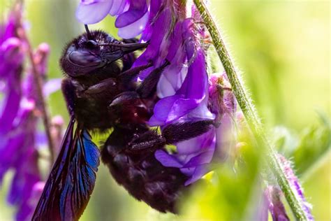 How to Get Rid of Carpenter Ants With Wings - Pest Control Zone