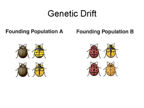 Genetic Drift