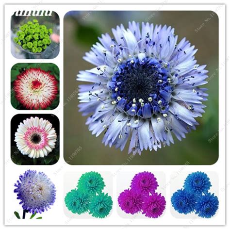 100pcs English Daisy Flower Seeds Collection - BestSeedsOnline.com - Free Shipping Worldwide