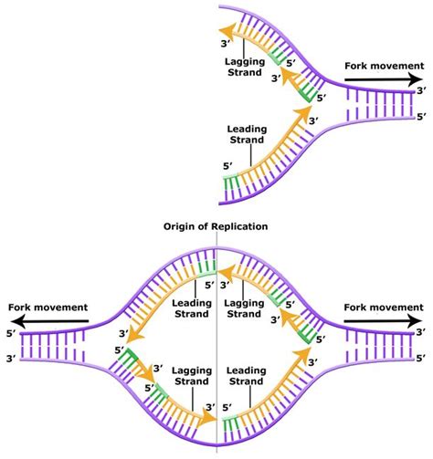 Dna Replication Drawing at GetDrawings | Free download