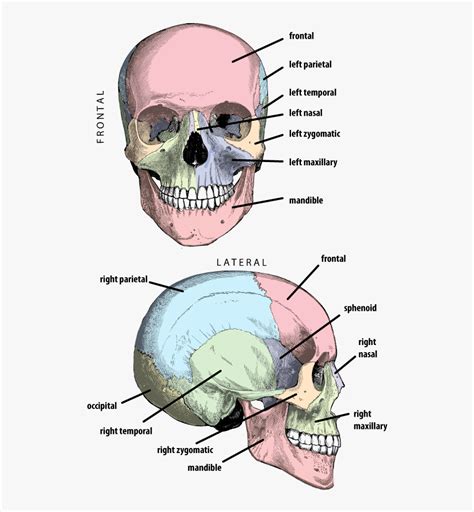 Cranium With Bones Labeled In Anterior And Lateral - Petrous Part Of ...