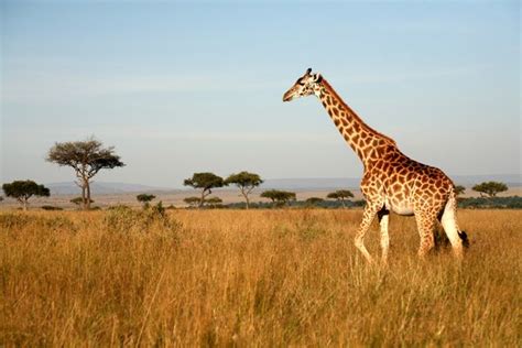 Giraffe Facts & Photos | Live Science