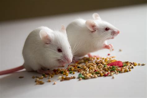 Do the 3Rs need to evolve for modern translational research with mice?