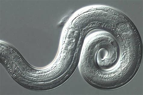 Rat lungworm disease: 3 more cases confirmed by Hawaii Health Department & Centers for Disease ...