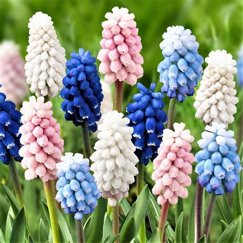 Gorgeously Fragrant Flower Bulbs for Sale | Grape Hyacinths – Page 2 – Easy To Grow Bulbs