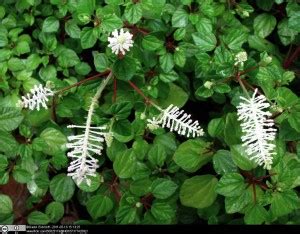 Piperaceae – the Pepper family | Tropical Biodiversity