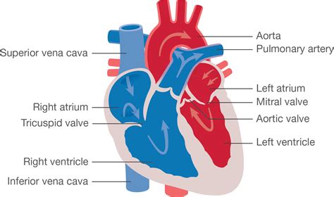 Pulmonary Atresia