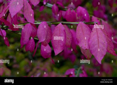 Red leaves of the Burning Bush in autumn Stock Photo - Alamy