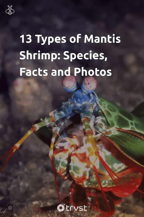 13 Types of Mantis Shrimp: Species, Facts and Photos