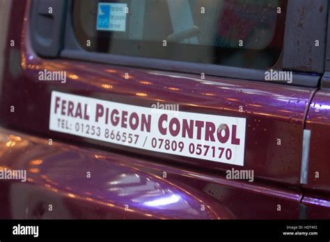 Feral Pigeon Control, Blackpool, Lancashire, UK Stock Photo - Alamy