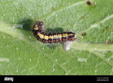 Pupa of Parasitoids (Hymenoptera: Braconidae) under leaved host ...