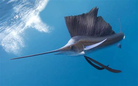 Sailfish – the fastest fish in the world? | DinoAnimals.com