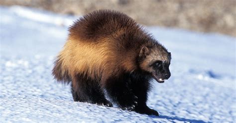 7 Animals Native to Canada That Aren’t Polar Bears - Goodnet