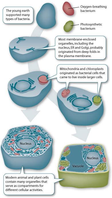 The Evolution of the Cell