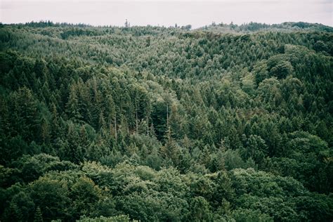 Bird eye view on forest – free photo on Barnimages