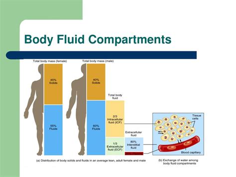 Electrolyte composition of body fluid compartments - gramgerty