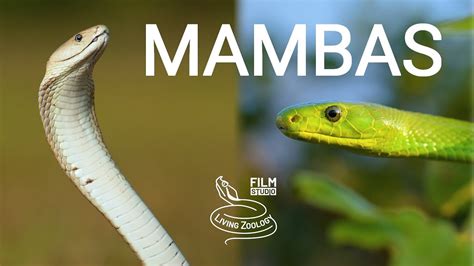 Deadly venomous snakes of Africa - Mambas, wild Black mamba, Green ...