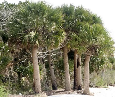 cabbage-palm-tree-sabal-palmetto-650x550f | Florida Palm Trees