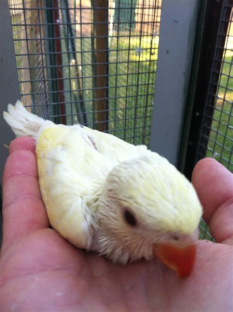 Parrot Breeding: Colour Mutation