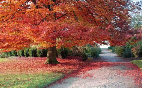 🔥 Free download met een grote boom met herfstbladeren HD herfst wallpaper foto [1600x1000] for ...