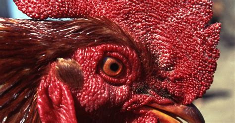 What are the treatments for eye worms in chickens? | eHow UK