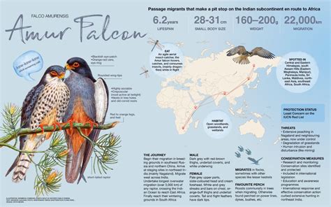 Amur Falcon: Facts, Migration, Conservation | Roundglass | Sustain