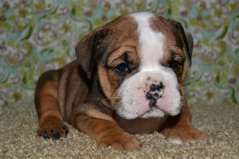 bulldog | Bulldog puppies, English bulldog puppies, Puppies