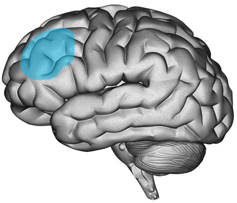 Dorsolateral Prefrontal Cortex — BrainHope.com