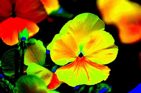 Colorful Flower Free Stock Photo - Public Domain Pictures