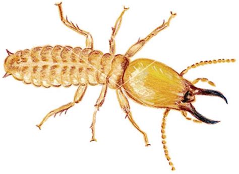 Dampwood termites Pictures, Damage & Treatment | Pestbugs