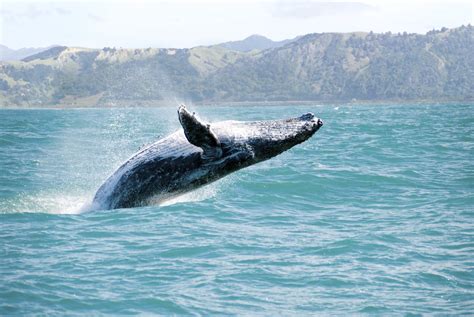 Maui Whale Watching Options For A Memorable Trip • Travel Tips