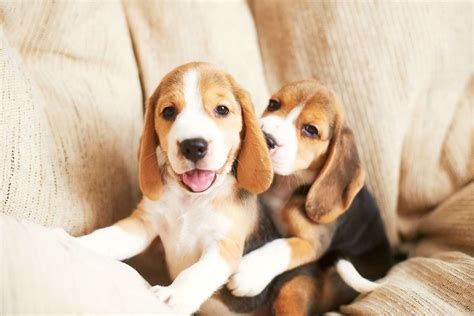 What Is The Beagle Lifespan? Beagle Health Issues And Life Expectancy