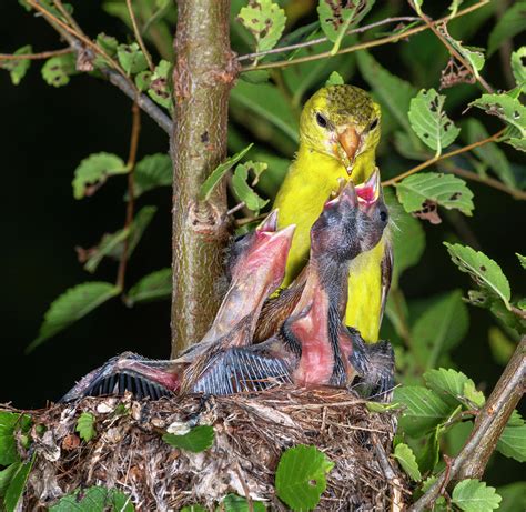 Female American Goldfinch Feeding Photograph by Ivan Kuzmin - Pixels