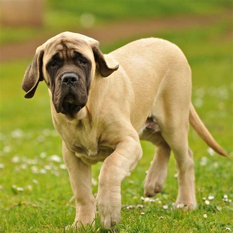 English Mastiff Breed Guide - Learn about the English Mastiff.