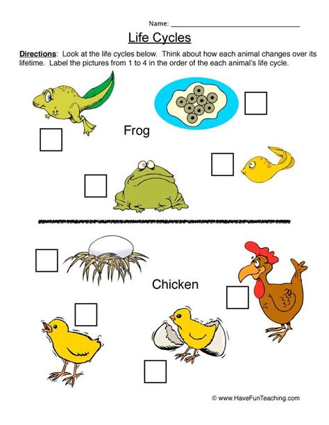 22 Worksheets Life Cycles ~ Coloring Style Worksheets