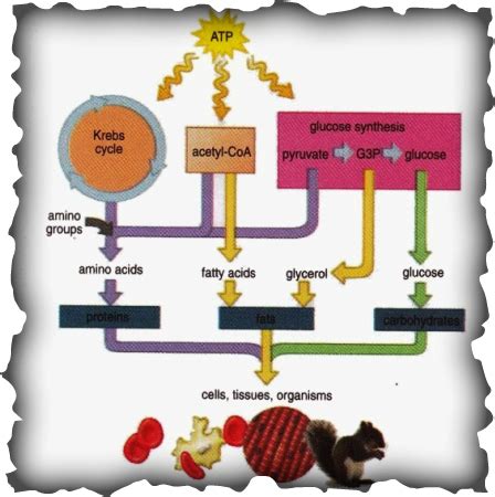 Metabolism: Catabolism and Anabolism - SBK 3013 Principles in Biochemistry